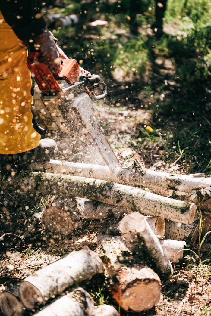 A lumberjack uses a chainsaw to cut logs in a sunny forest, showcasing outdoor work.
